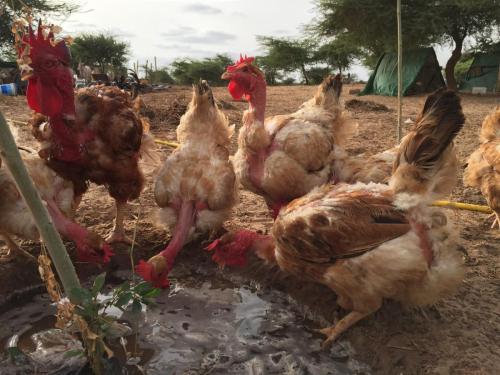 484.JPG organic chieckens